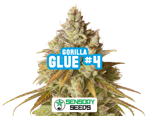 Infiorescenza resinosa della varietà Gorilla Glue #4 di Sensoryseeds