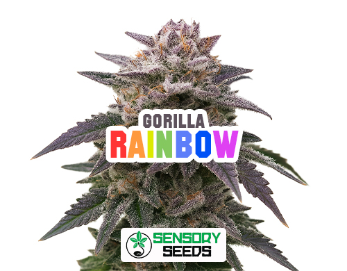 Infiorescenza resinosa della varietà Gorilla Rainbow di Sensoryseeds