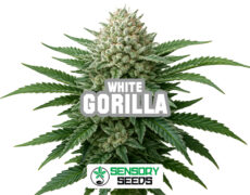 Infiorescenza resinosa della varietà Gorilla White di Sensoryseeds