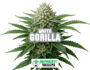 Infiorescenza resinosa della varietà Gorilla White di Sensoryseeds