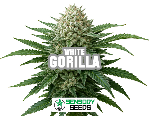 Infiorescenza resinosa della varietà Gorilla White di Sensoryseeds
