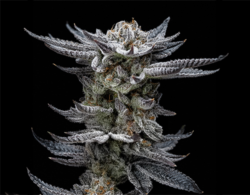 Pianta di Gorilla Glue Auto
