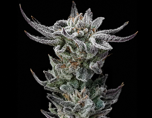 Pianta di Gorilla Glue Faster