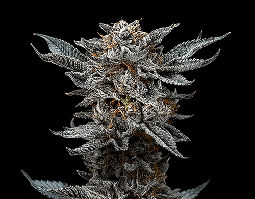 Pianta di Gorilla Glue Fem