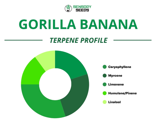 Grafico a torta del profilo terpenico della varietà Gorilla Banana