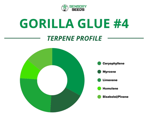 Grafico a torta del profilo terpenico della varietà Gorilla Glue #4