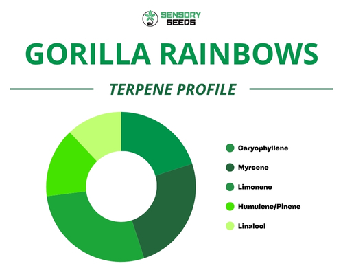 Grafico a torta del profilo terpenico della varietà Gorilla Rainbow