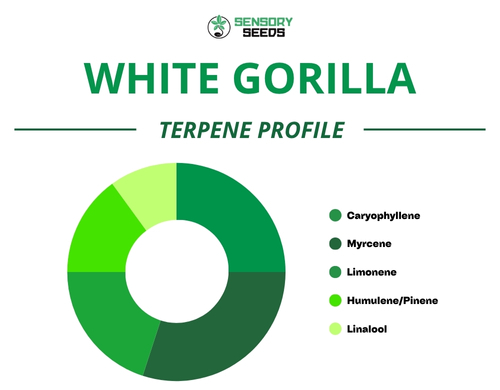 Grafico a torta del profilo terpenico della varietà Gorilla White