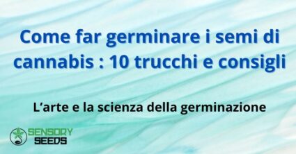 Come far germinare i semi di cannabis : 10 trucchi e consigli