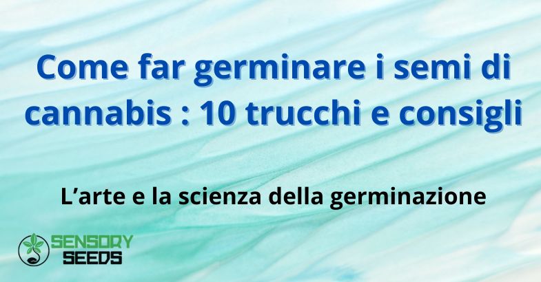Come far germinare i semi di cannabis : 10 trucchi e consigli