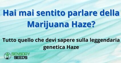 Hai mai sentito parlare della Marijuana Haze?