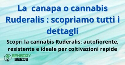 La canapa o cannabis Ruderalis : scopriamo tutti i dettagli