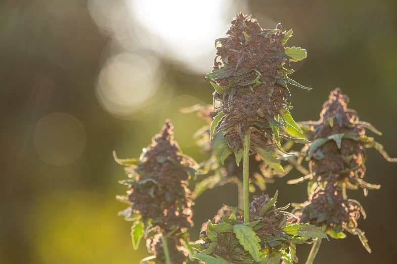 I vantaggi della cannabis Ruderalis