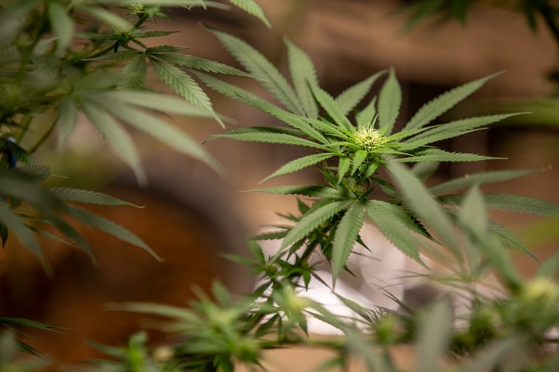 Cos’è la cannabis Ruderalis?