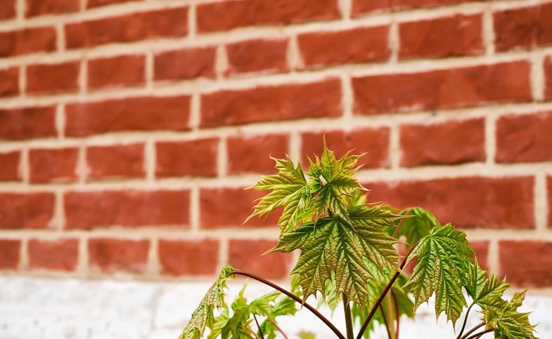 Cannabis e usi moderni