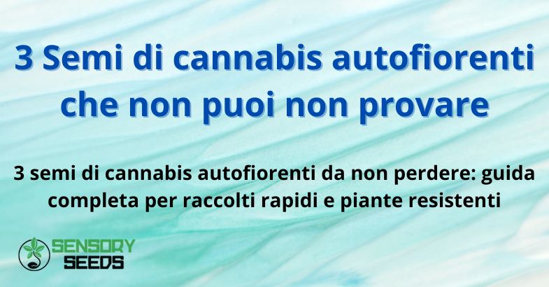 3 Semi di cannabis autofiorenti che non puoi non provare