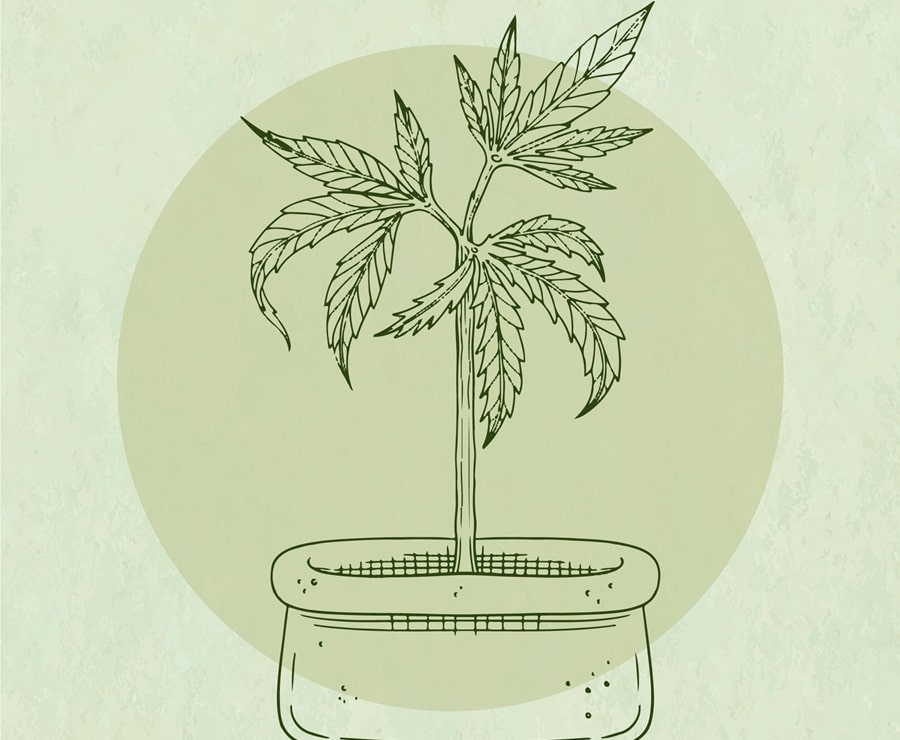 immagine-pianta-di-cannabis Benefici della Pianta di Marijuana