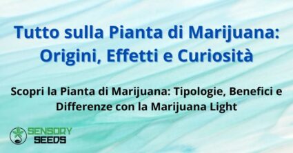 Tutto sulla Pianta di Marijuana: Origini, Effetti e Curiosità