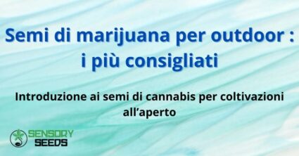 Introduzione ai semi di cannabis per coltivazioni all’aperto