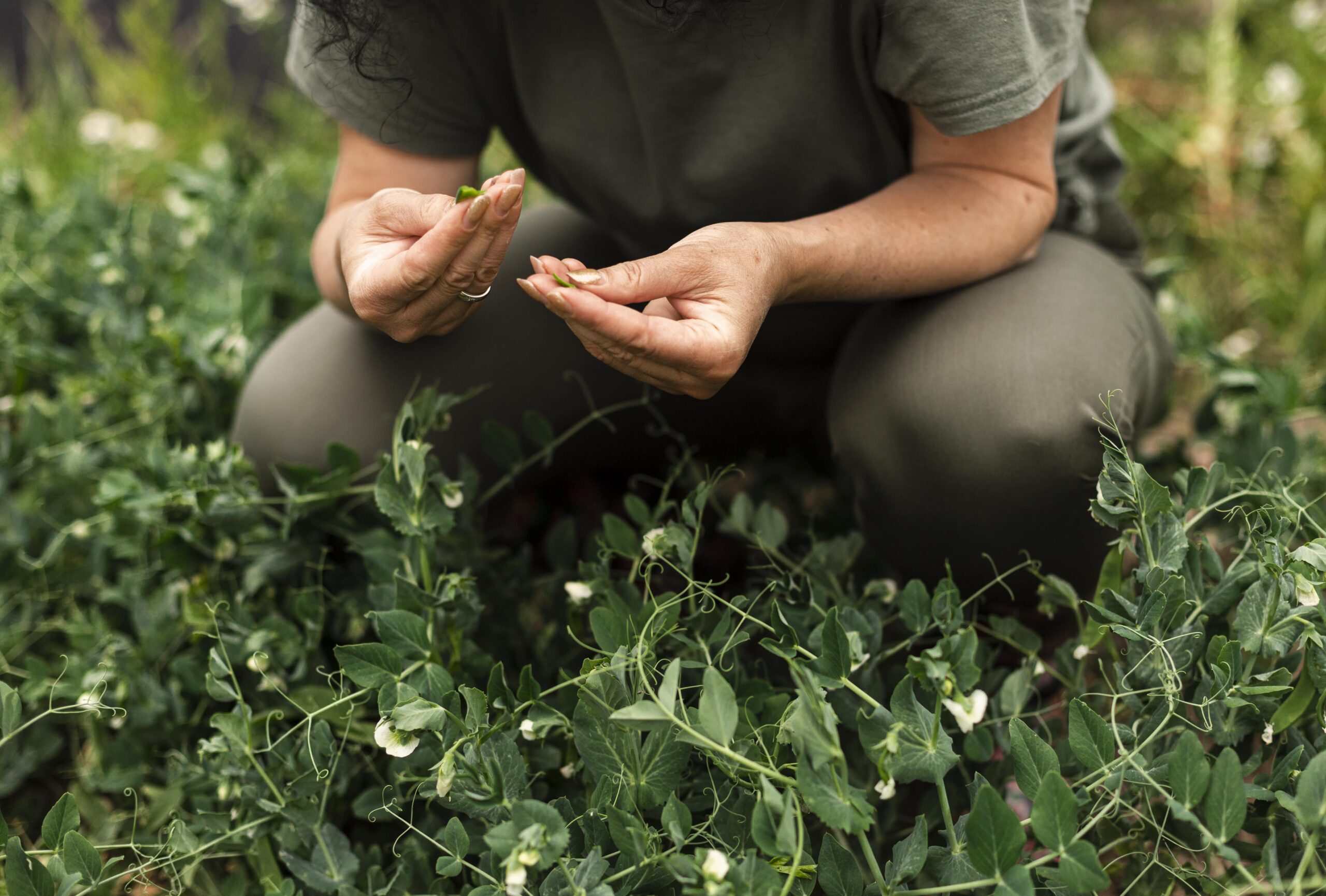 A chi sono consigliati i semi autofiorenti oggi
