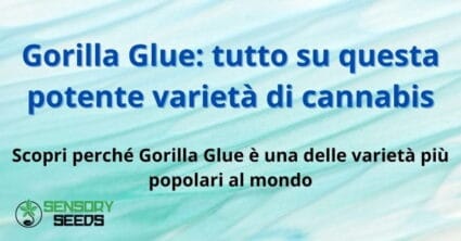 Gorilla Glue: tutto su questa potente varietà di cannabis