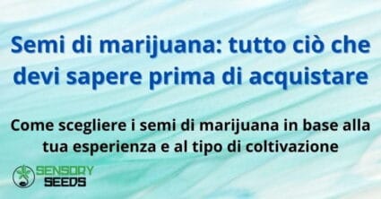 Semi di marijuana: tutto ciò che devi sapere prima di acquistare