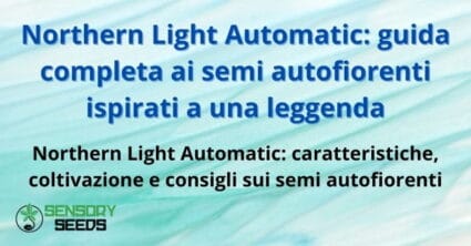 Northern Light Automatic: guida completa ai semi autofiorenti