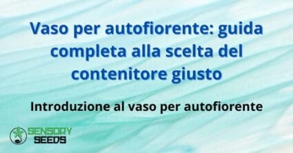 Vaso per autofiorente: guida completa alla scelta del contenitore giusto